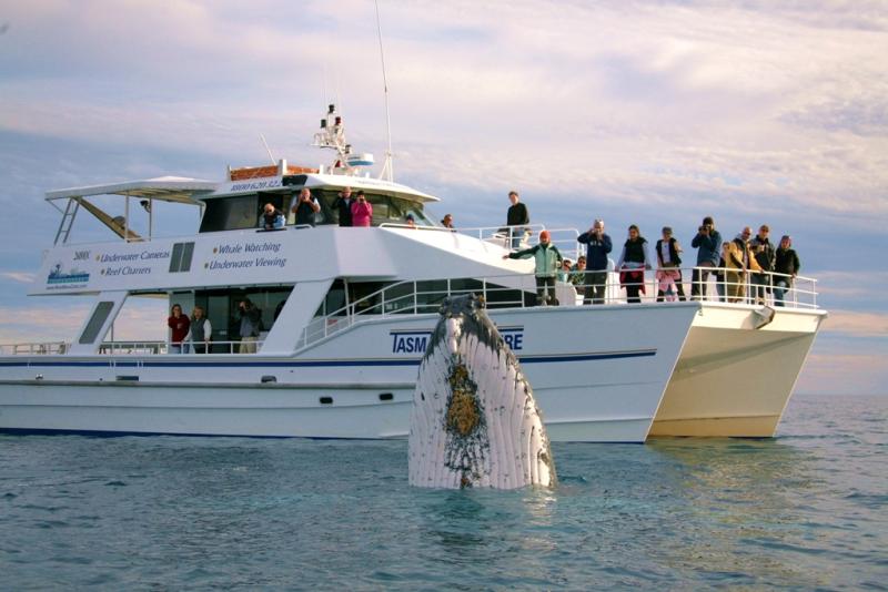 Tasman Venture