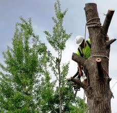 Maaliki Tree Services