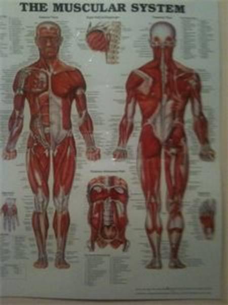 All Seasons Massage Services: Camberwell