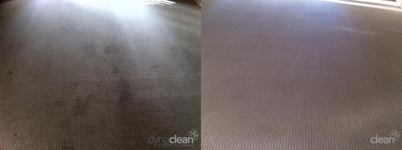 Dynaclean Carpet Care & Pest Management
