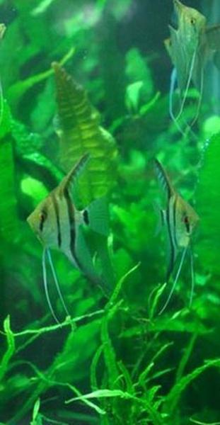Perth Aquarium Cleaning
