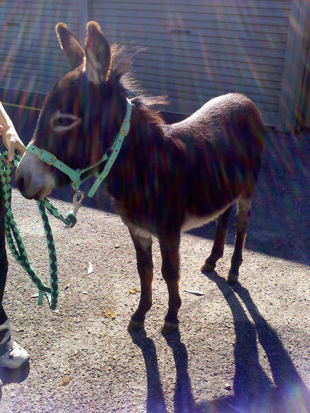 Rainbow Pony Parties: Adelaide