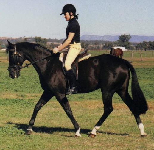 Elusive Horses