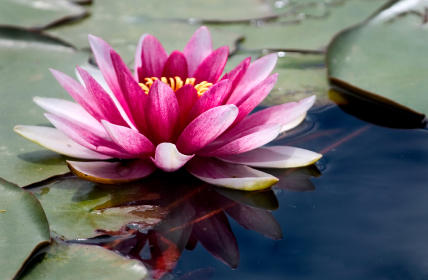 A Dream Day Beauty Salon