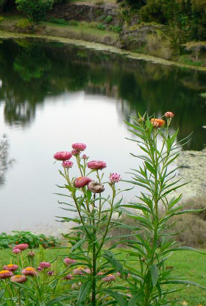 My Holistic Medicine: Banora Point
