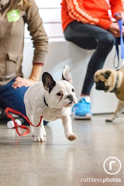 AJ's Dog Training