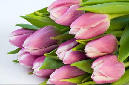 Gallery Flowers Australia