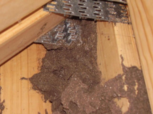 Premier Pest Management