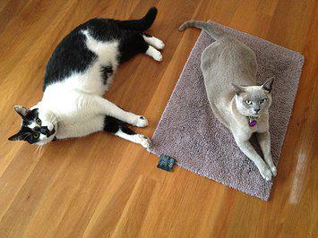 Cat Concierge