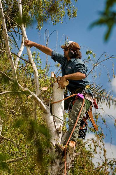 The Special Branch Arborist