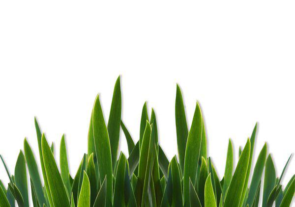 P & A Better Lawns and Gardens