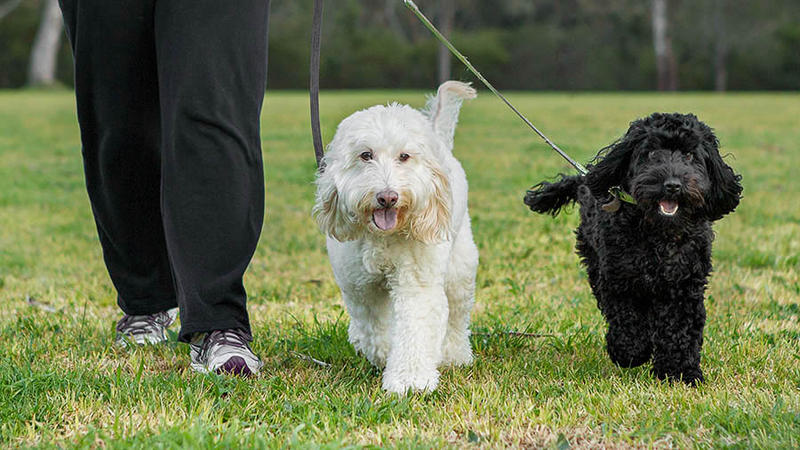 Pet Pursuits