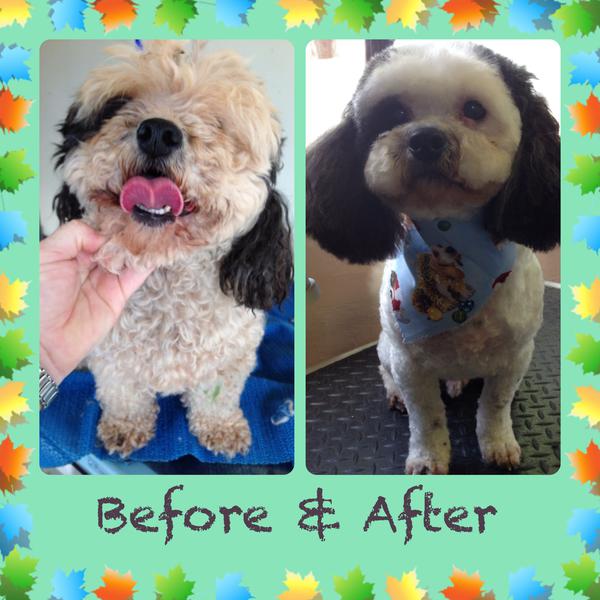 The Grooming Haven