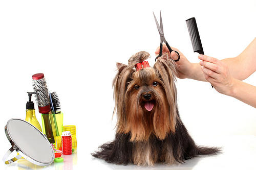Sammy's Mobile Doggie Salon