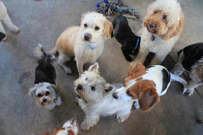 Furry Kid s at Play