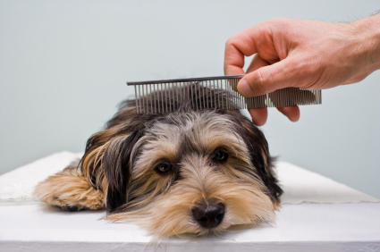 Cocker Spaniel Clipping Service