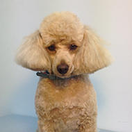 Bubbles Dog Spa & Groom