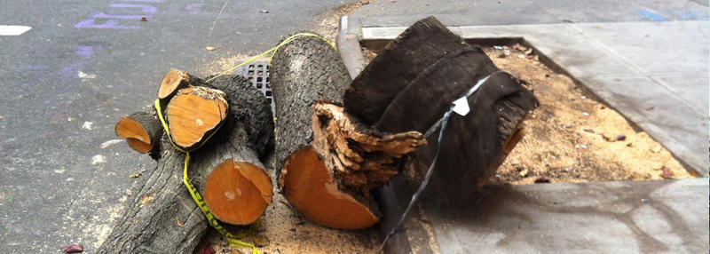 A Dangerous Tree Expert