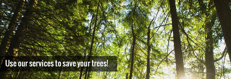 Evolution Tree Surgeon: St Albans