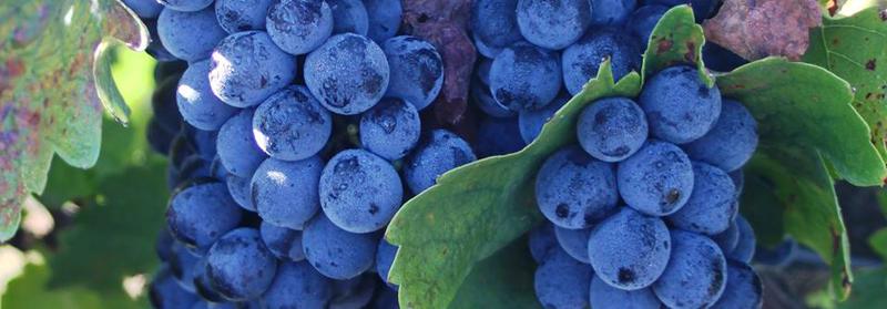 Mill Creek Vineyard