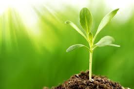 The Natural Way Holistic Health logo
