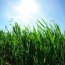 Steer Lawn Mowing Central Coast