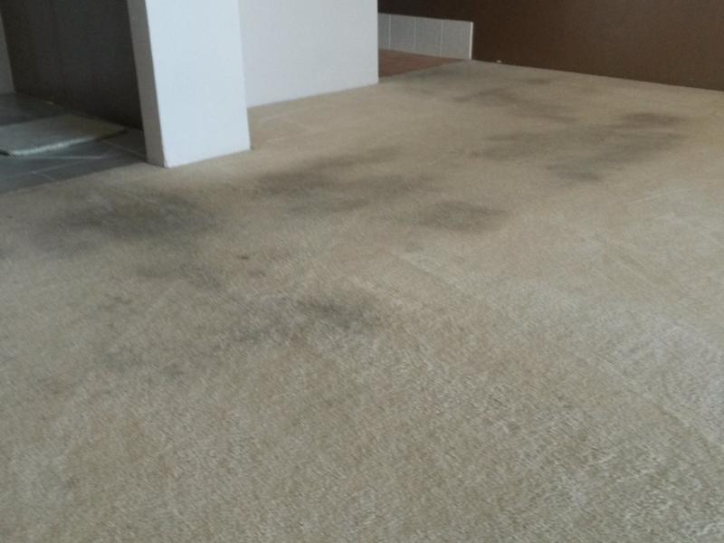 Diamond Carpet Care