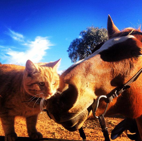 Yarrabin Holiday Ranch