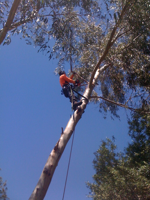 West Coast Arbor Service: Cloverdale