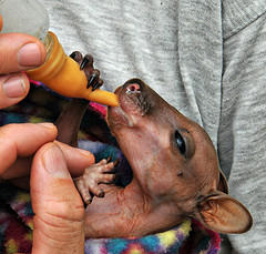 North Queensland Wildlife Care Inc