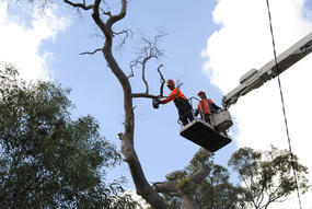 Independent Tree Services