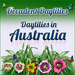Decadent Daylilies