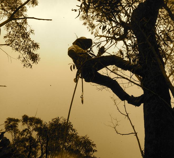 Aerialist Tree Service