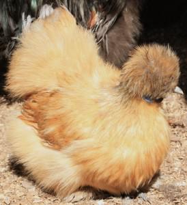 Eggsellent Chickens