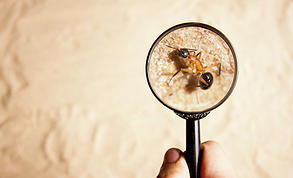 Savige Pest Control