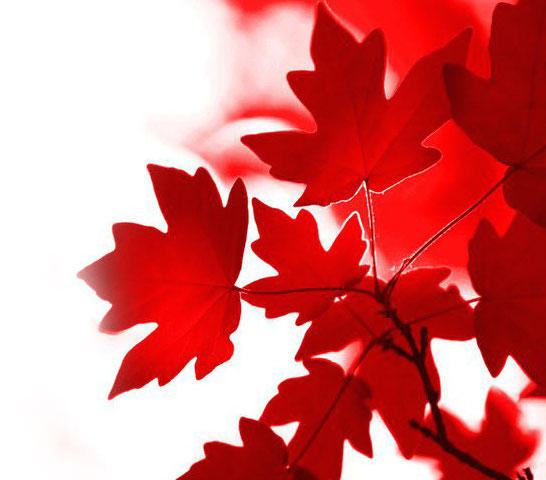 Foliage Landscaping
