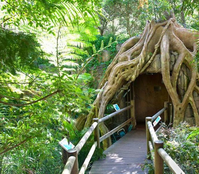 Glow Worm Caves Tamborine Mountain