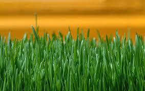 Johns Lawnmowing & Gardening Service