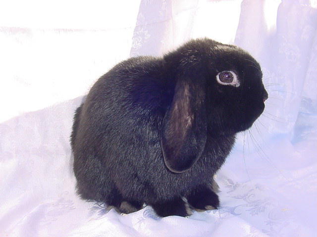 SA Rabbit Fanciers Society