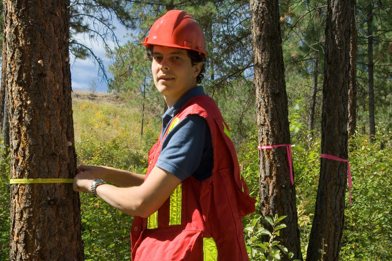 Vision Geelong Tree Removal