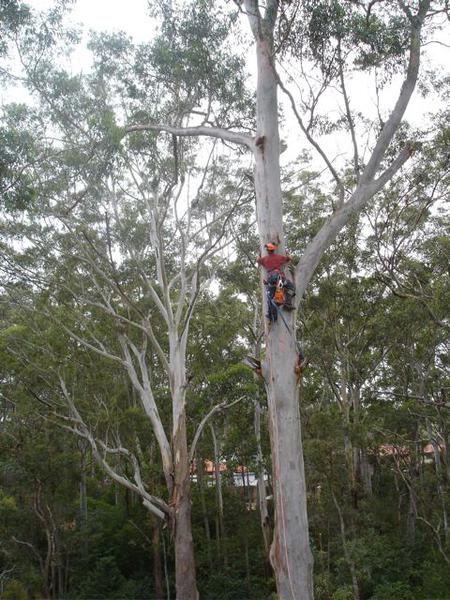 All Hills District Tree Services Pty Ltd