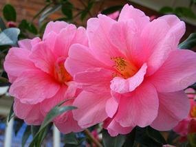 Kingaroy Garden Centre