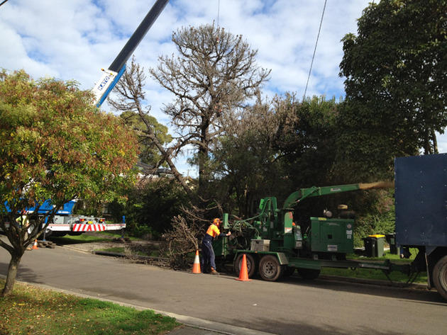 Standfast Tree Services