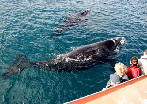 Go Whale Watching: Merimbula