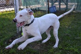 Paws Away Boarding Kennels