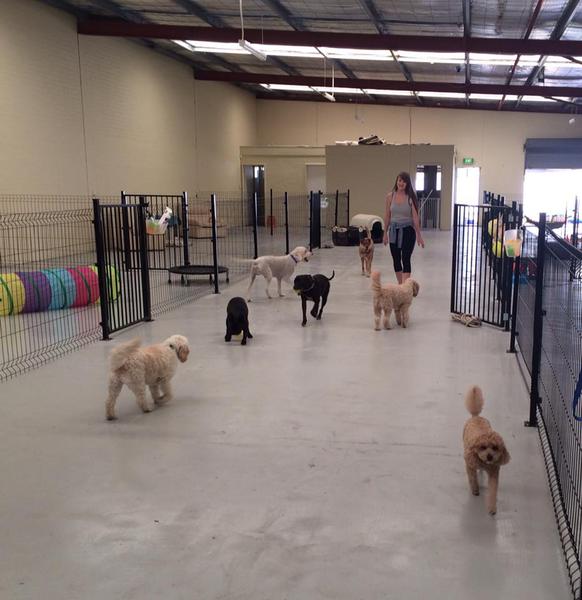 Barks In The Park: Booragoon