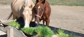 Southern Cross Feeds