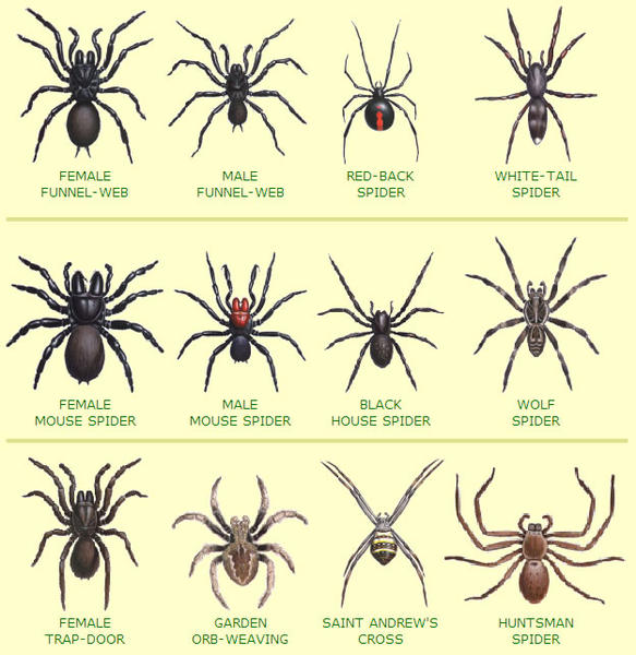 Port Macquarie Pest Control