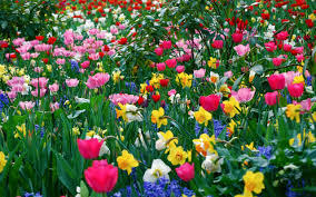 Flowers By Elise