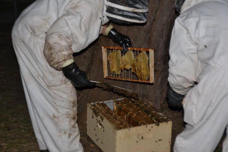 The Bee Man